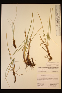 Carex breweri image